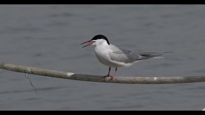 Common Tern