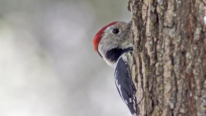 Middle Spotted Woodpecker