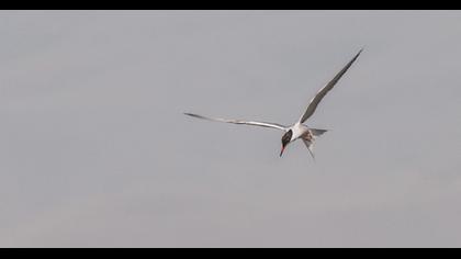 Common Tern