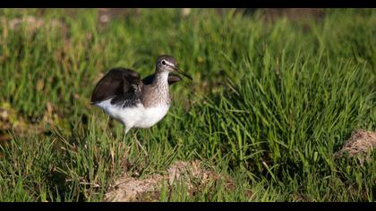 Green Sandpiper