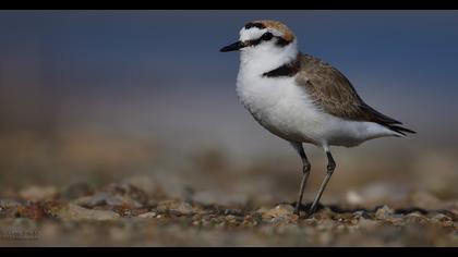 Kentish Plover