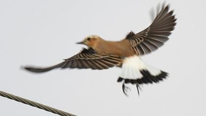 Northern Wheatear