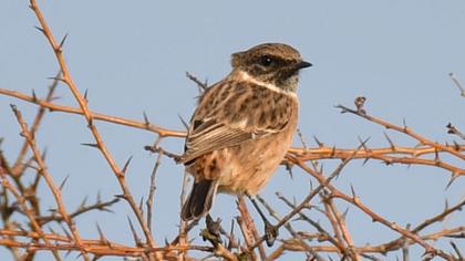 European Stonechat