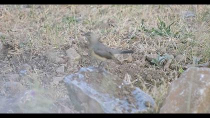 White-throated Robin