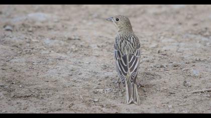 Black-headed Bunting