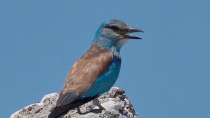 European Roller