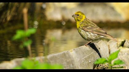 European Serin