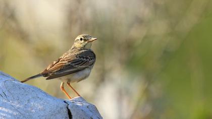 Tawny Pipit