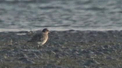 Pacific Golden Plover