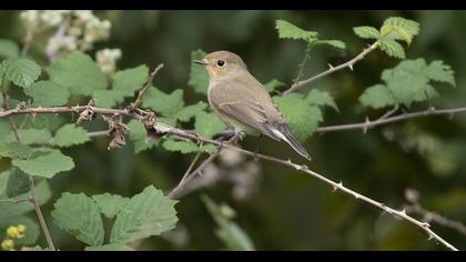 Red-breasted Flycatcher