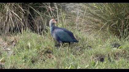 Purple Swamphen