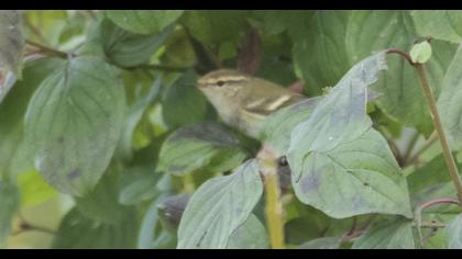 Yellow-browed Warbler