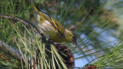 Eurasian Siskin