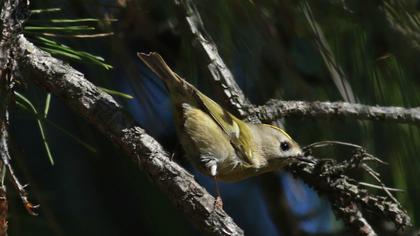 Goldcrest