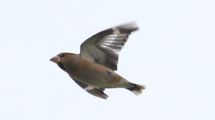 Hawfinch