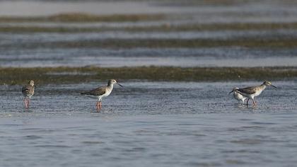 Common Redshank
