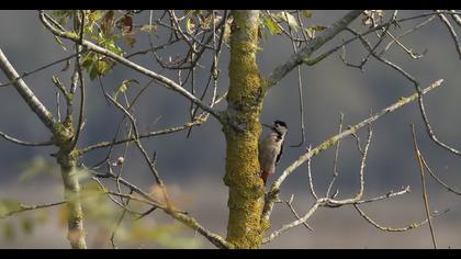Syrian Woodpecker