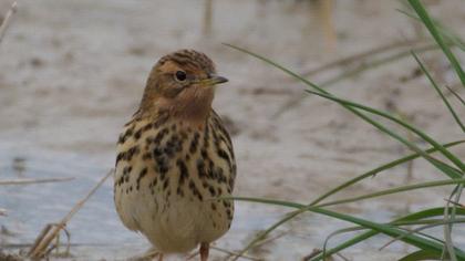 Red-throated Pipit