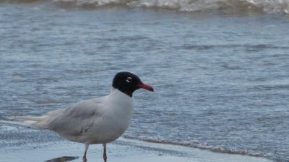 Mediterranean Gull