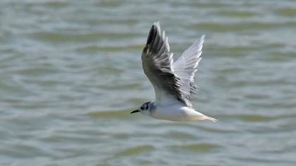 Little Gull