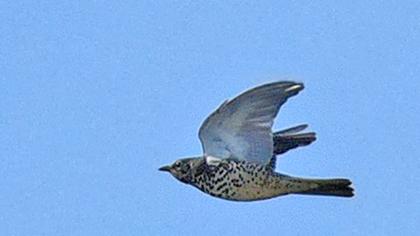 Mistle Thrush