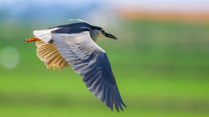 Black-crowned Night Heron