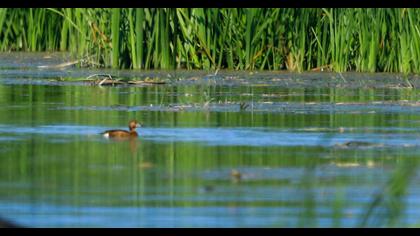 Ferruginous Duck