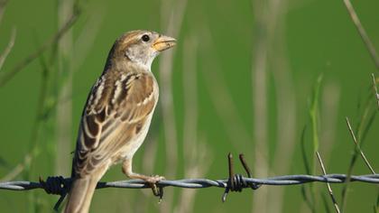 House Sparrow