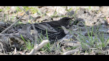 Ring Ouzel