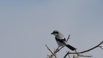 Great Grey Shrike
