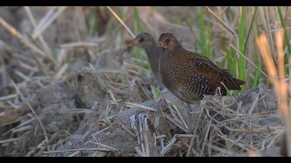Spotted Crake
