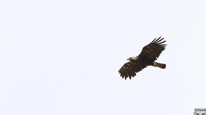 Lesser Spotted Eagle