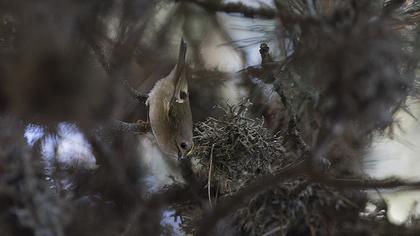 Goldcrest