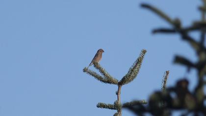 Red Crossbill