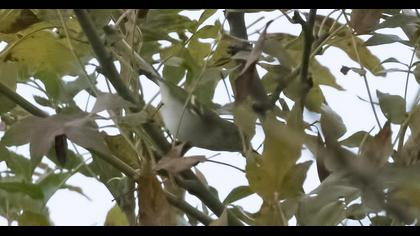 Yellow-browed Warbler