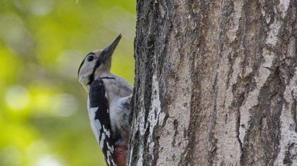 Syrian Woodpecker