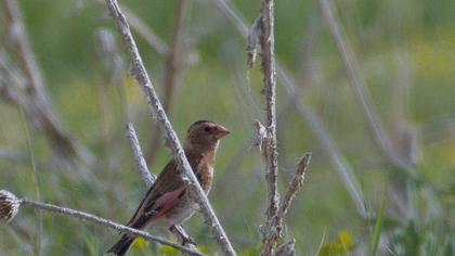 Eurasian Crimson-winged Finch