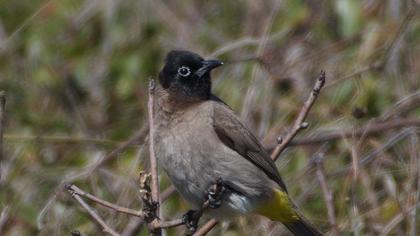 White-spectacled Bulbul