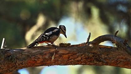 Great Spotted Woodpecker