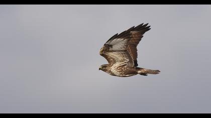 Long-legged Buzzard