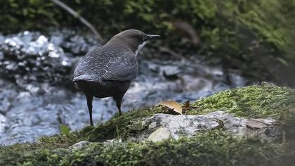 White-throated Dipper
