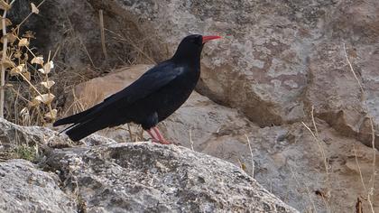 Red-billed Chough