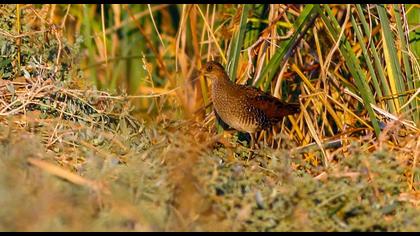 Spotted Crake