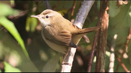 Paddyfield Warbler