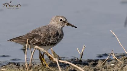 Temminck`s Stint