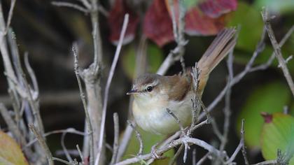 Paddyfield Warbler
