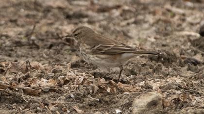 Water Pipit
