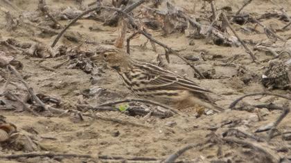Red-throated Pipit