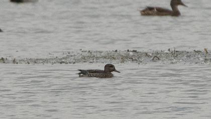 Eurasian Teal