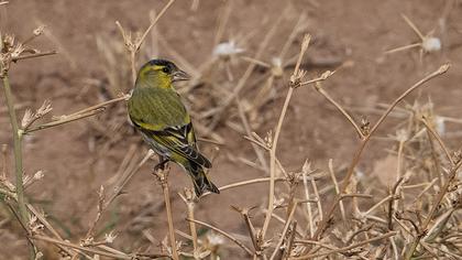 Eurasian Siskin